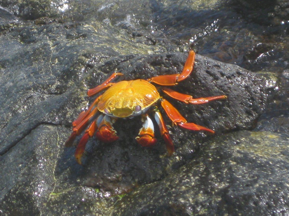 A Sally Lightfoot crab in Bachas Beach, Santa Cruz Island.  Photo courtesy of Tonya Huff and Virginia White