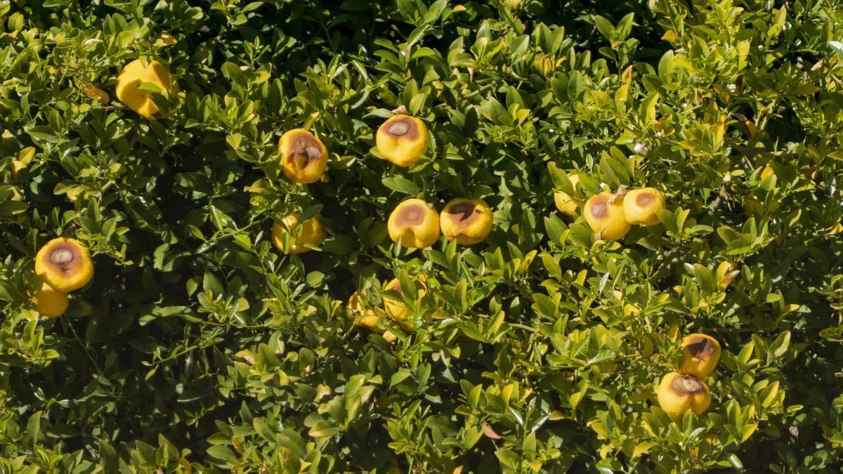 Citrus disease cripples Riverside agricultural sales