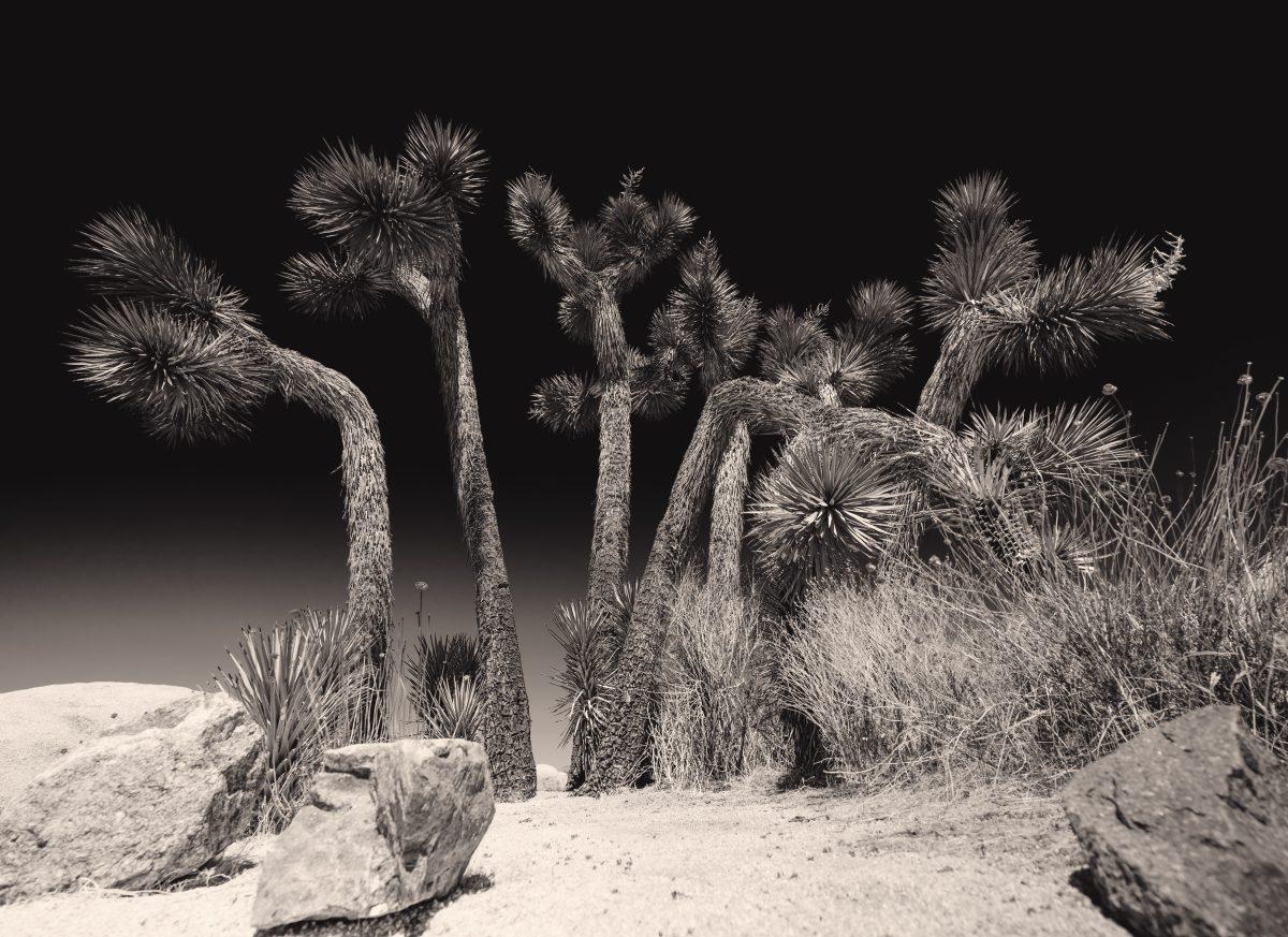 Joshua Tree National Park is covered in Yucca brevifolia (Joshua Tree) which are a member of the Agave Family. There are several hundred species of wildlife that call this place home.