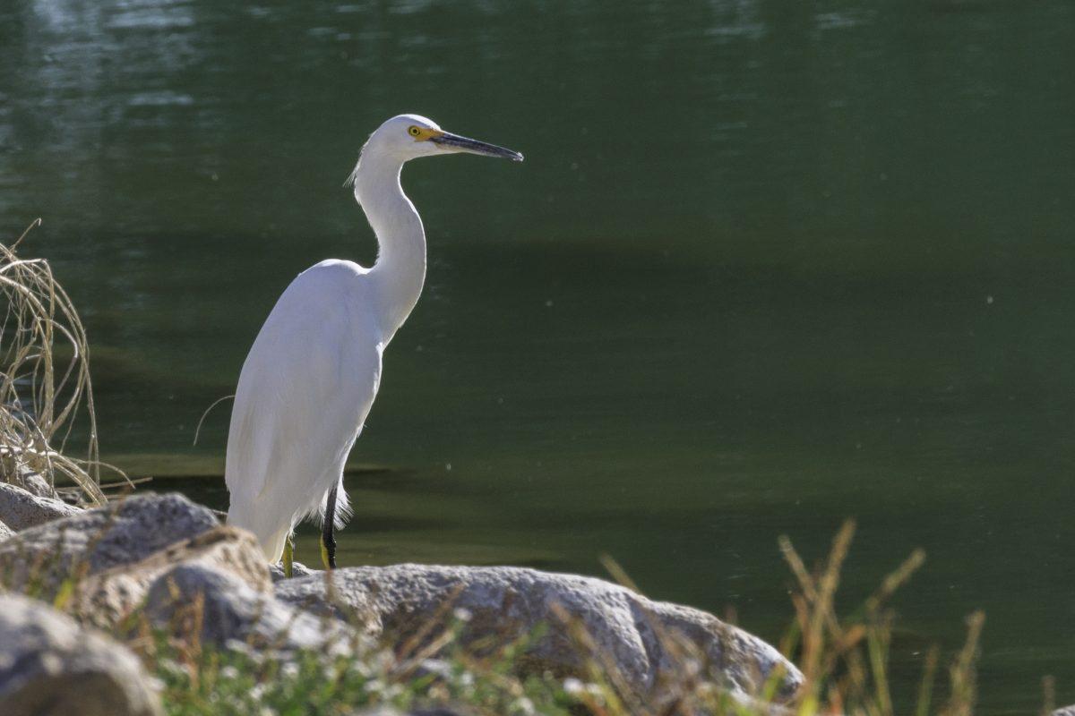 A snowy egret waits to feed on fish from Lake Cahuilla. As the drought causes deterioration of the waterfowl habitat at the lake, the snowy egret will become endangered. (Joyce Nugent | Viewpoints)
