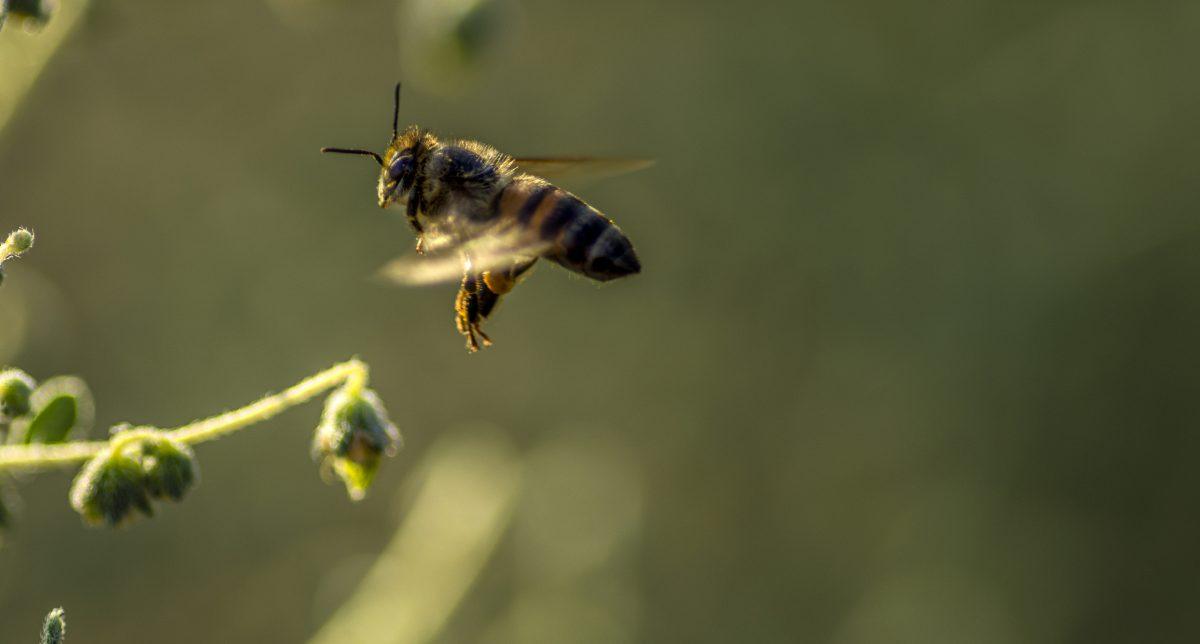 A bee searches for pollen among flowering plants. Bees rely on pollen on their primary source of protein and in return spread pollen that attaches to their bodies from one flower to another helping to keep the cycle of reproduction going.  (Stephen Day | Viewpoints)