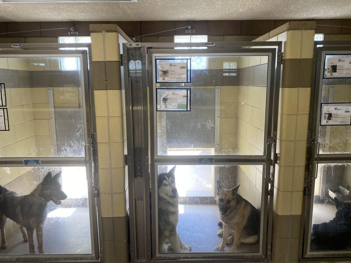 Large breed dogs in their kennels at the Riverside Animal Shelter in Riverside on April 7.