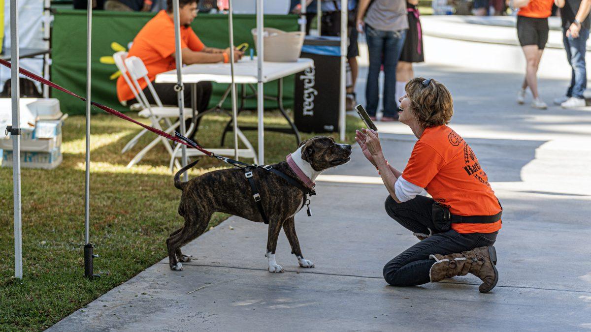 A crew member takes the opportunity to snap of photo of one of the many happy pups during the inaugural Barktoberfest festival held at White Park in Riverside on Oct 14.