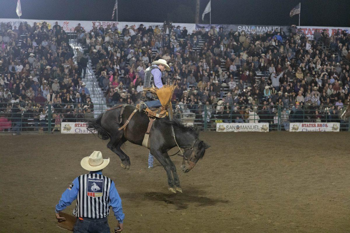 Dave Tanksley bucks high on Big Diesel at Sheriffs Rodeo in San Bernardino on Sept. 22
(All photo courtesy of Daniel Mattox)