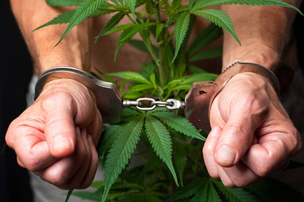 2,000 people are waiting to be freed from the handcuffs bonded by cannabis. 