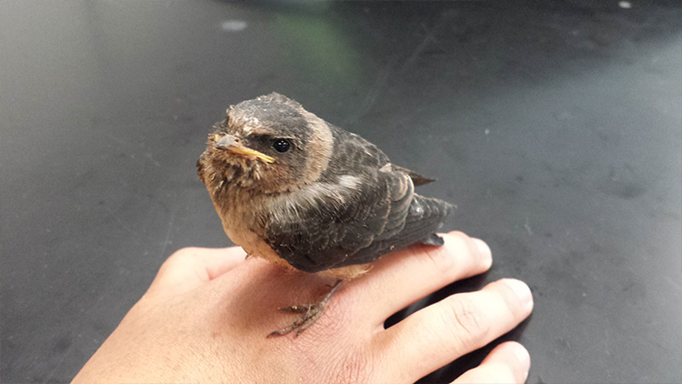 A swallow pays an unexpected visit, perching on a student's hand at Moreno Valley College. 