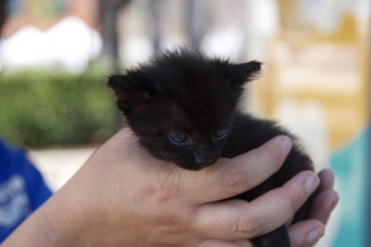 Megan Ericks holds up a four week old kitten, Stormy, on Oct. 11. 